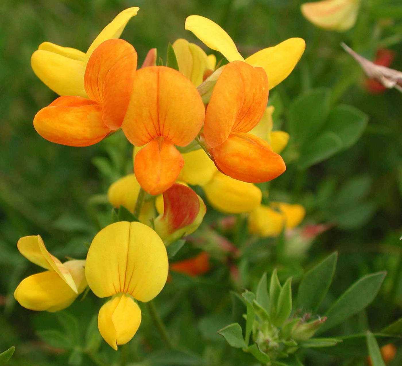 Лядвенец фото цветка, описание растения, размножение