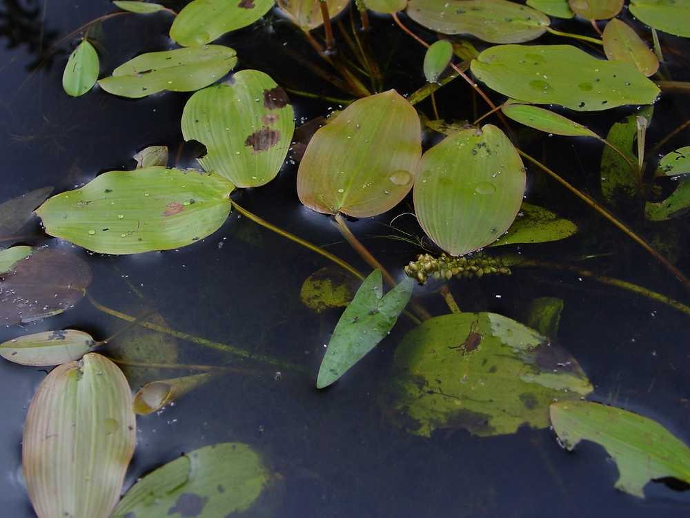 Водное растение рдест плавающий: фото и описание травы, выращивание и рецепты применения