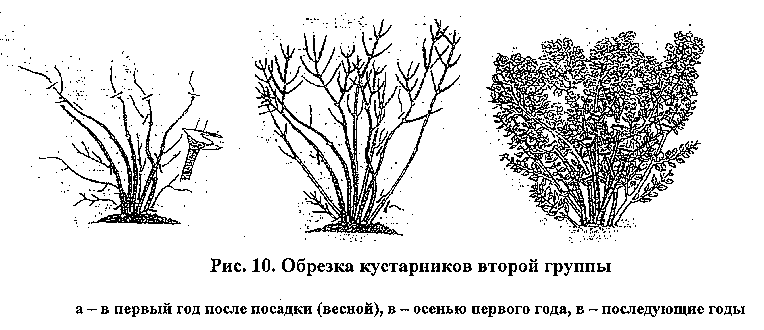 Декоративный кустарник арония - уход, посадка и обрезка