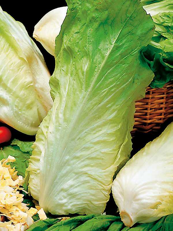Цикорий салатный. цикорный салат и его выращивание салат цикорий кочанный витамин роста выращивание