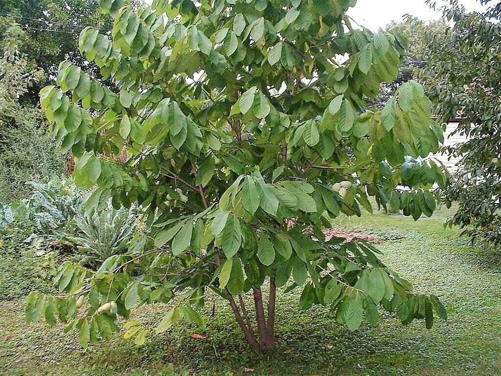Азимина — банановое дерево, которое может расти и в вашем саду. выращивание в контейнерах и открытом грунте. сорта, фото — ботаничка.ru