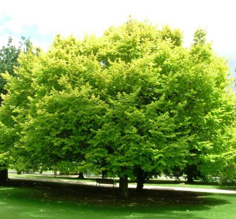 ☑ вяз: описание дерева и применение листьев, коры
