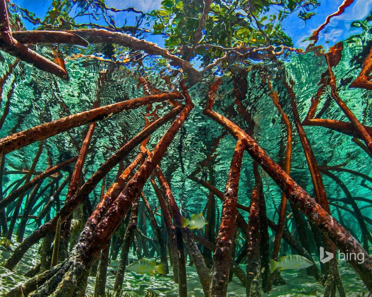 Мангры, или мангровые леса мира