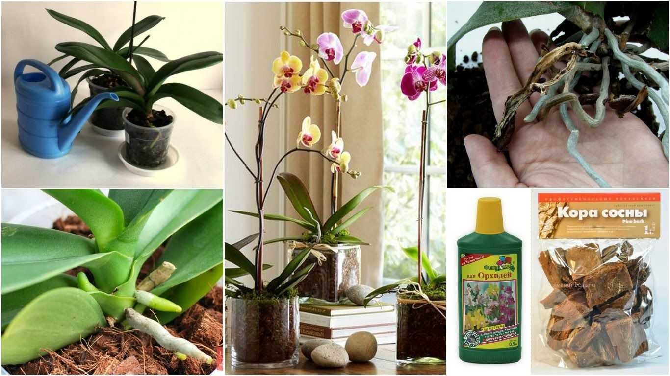 Уход за орхидеей осенью, в том числе в октябре месяце, на подоконнике в домашних условиях, как перевезти растение зимой и другие особенности жизненного цикла цветка selo.guru — интернет портал о сельском хозяйстве