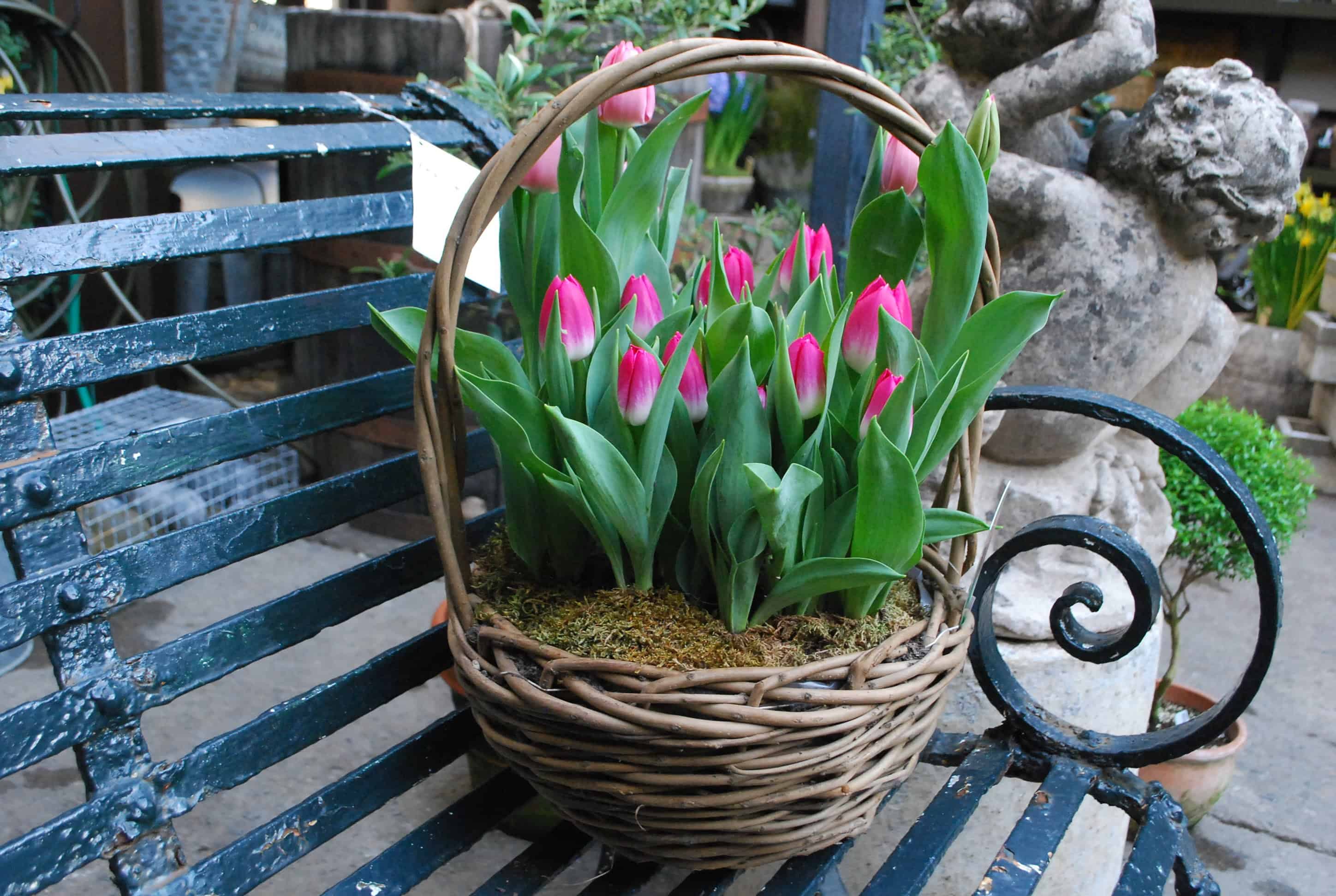 Выгонка тюльпанов в домашних условиях: пошаговая инструкция и правила агротехнических мероприятий