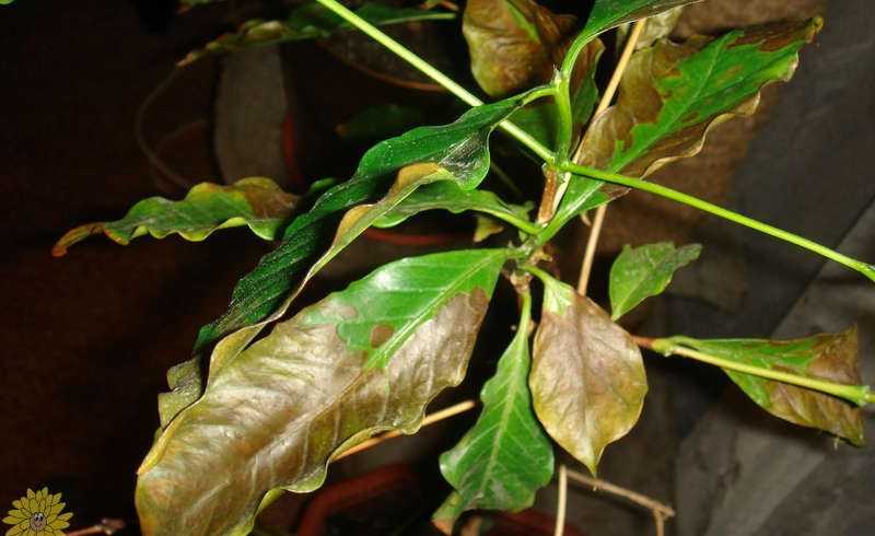 Комнатные растения кофейное дерево - саженцы, семена. комнатные растения кофейное дерево (coffea) - посадка, выращивание и уход