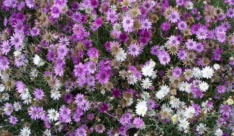 Какие сухоцветы можно вырастить на даче: фото и названия растений