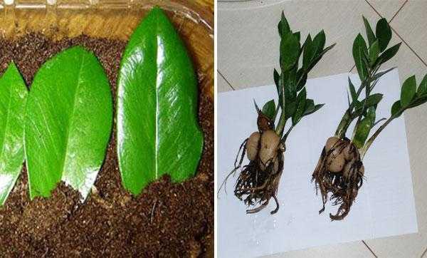 Замиокулькас (долларовое дерево) фото, уход в домашних условиях, размножение