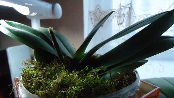 Как ухаживать за цветком орхидея (фаленопсис) в домашних условиях
