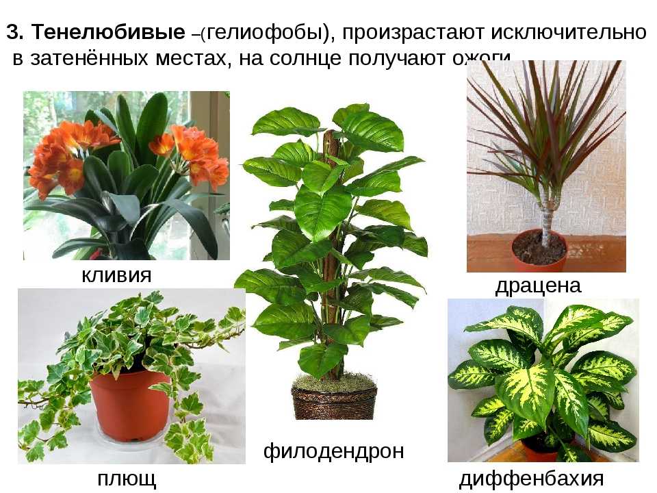 Комнатные растения: как оформить интерьер цветами и растениями (38 фото) | дизайн и интерьер
