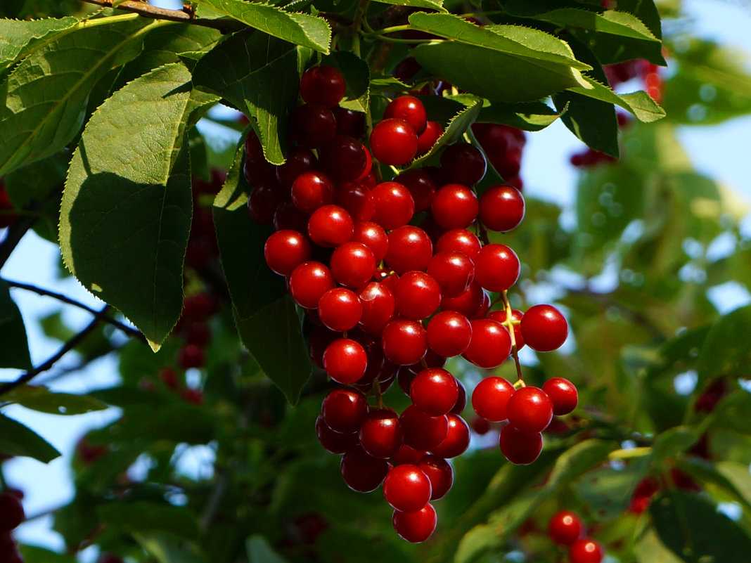 Все про гибрид церападус: что за ягода и как посадить?