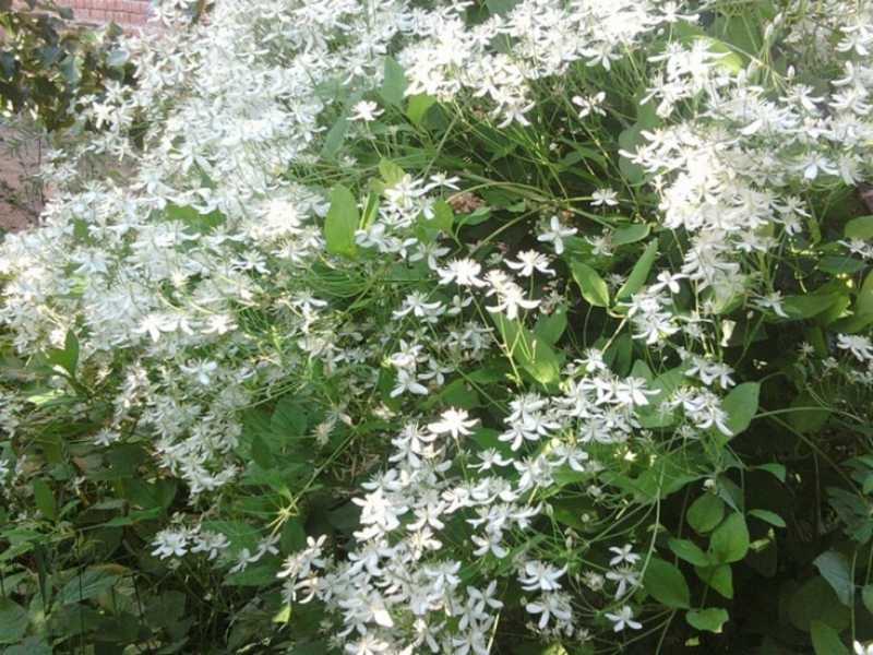 Клематис жгучий мелкоцветковый белый: выращивание и уход [2019]