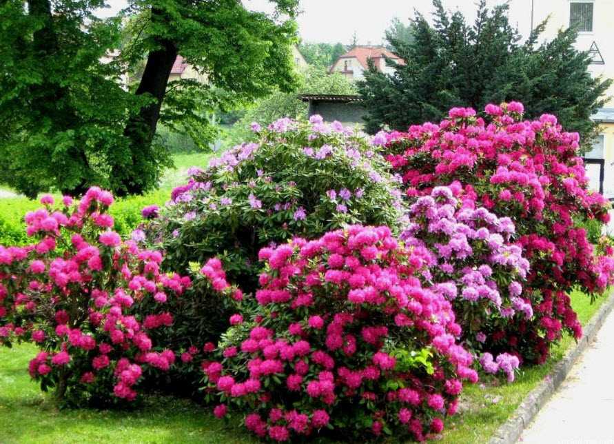 Дерево с розовыми цветами название. 20 самых красивых деревьев для сада | сад и огород