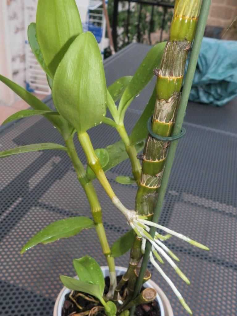 Орхидея дендробиум нобиле: уход в домашних условиях, размножение и пересадка