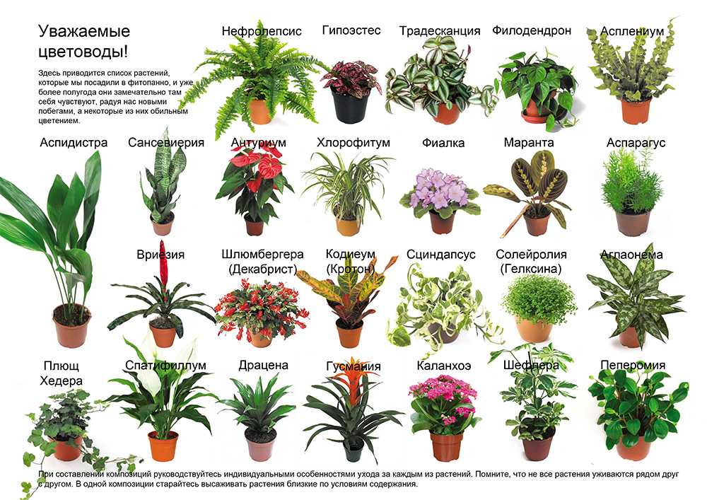 Цветущие комнатные растения: названия, фото и описания (каталог)