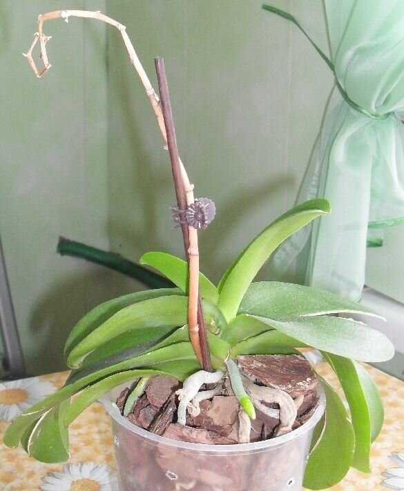 Реанимация фаленопсиса в домашних условиях без корней и листьев, а также омоложение орхидеи, как спасти и обновить растение?