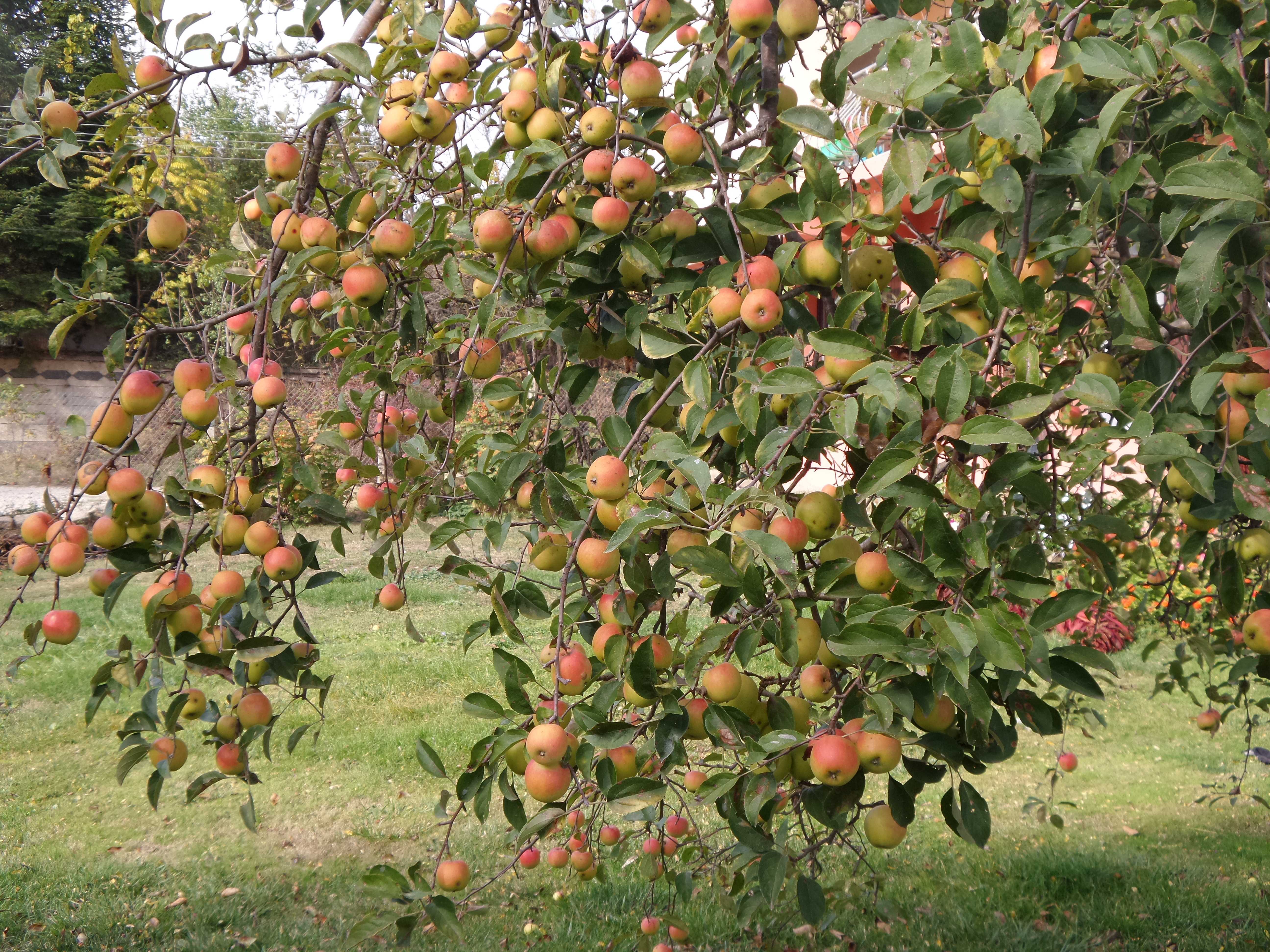 Как называется персик, скрещенный со сливой — памятка начинающему садоводу