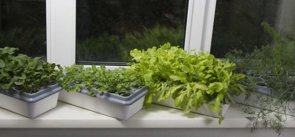 Все про кресс салат: выращивание на подоконнике, польза, рецепты, видео, фото