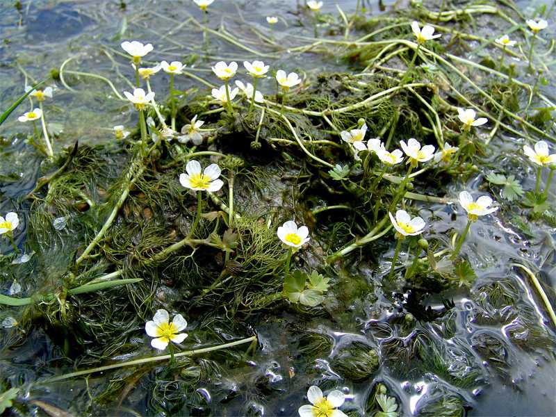 Растения для пруда на даче (37 фото): грунт водоемов, водные, околоводные, плавают по поверхности, речные, оформление