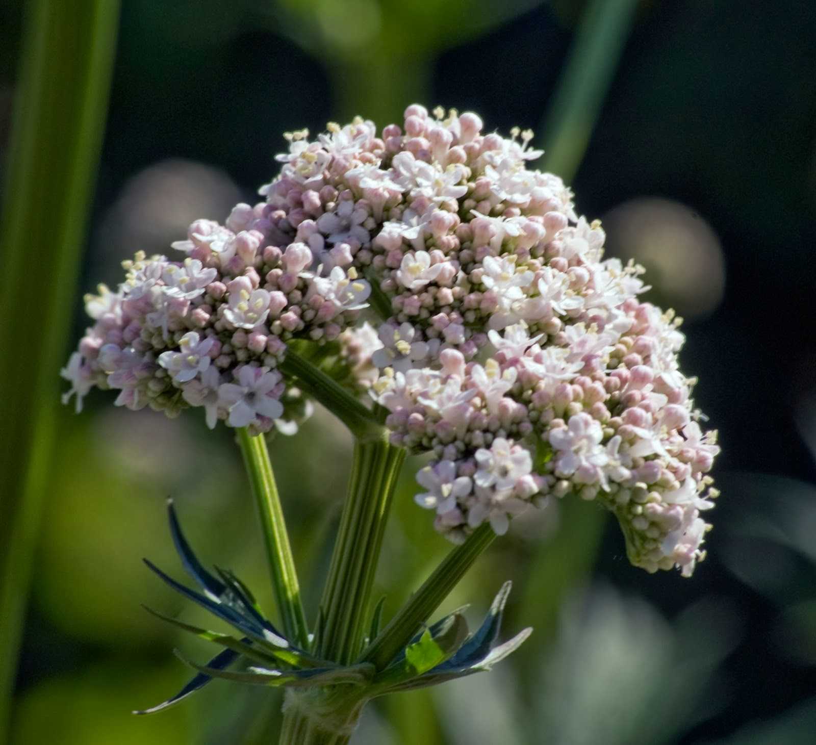 Растение валериана лекарственная — трава ли это, как она выглядит на фото и как растет в дикой природе