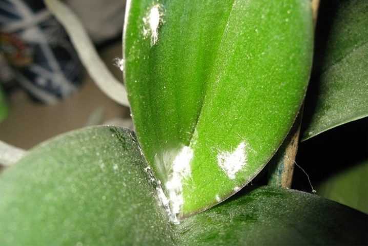 Помогаем цветку поправиться – болезни орхидей фаленопсис