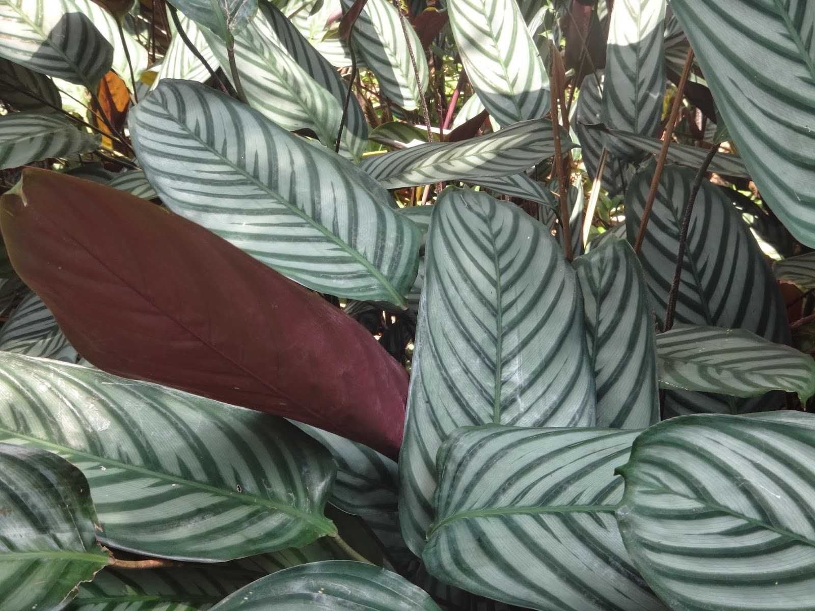Цветок ктенанта уход в домашних условиях почему сохнут скручиваются и желтеют листья фото видов