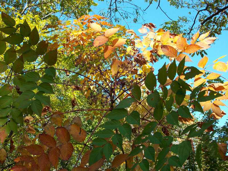 Аралия маньчжурская — чертово дерево растение: посадка и уход