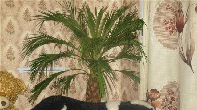 Болезни домашних пальм в горшке: причины, лечение, правильный уход