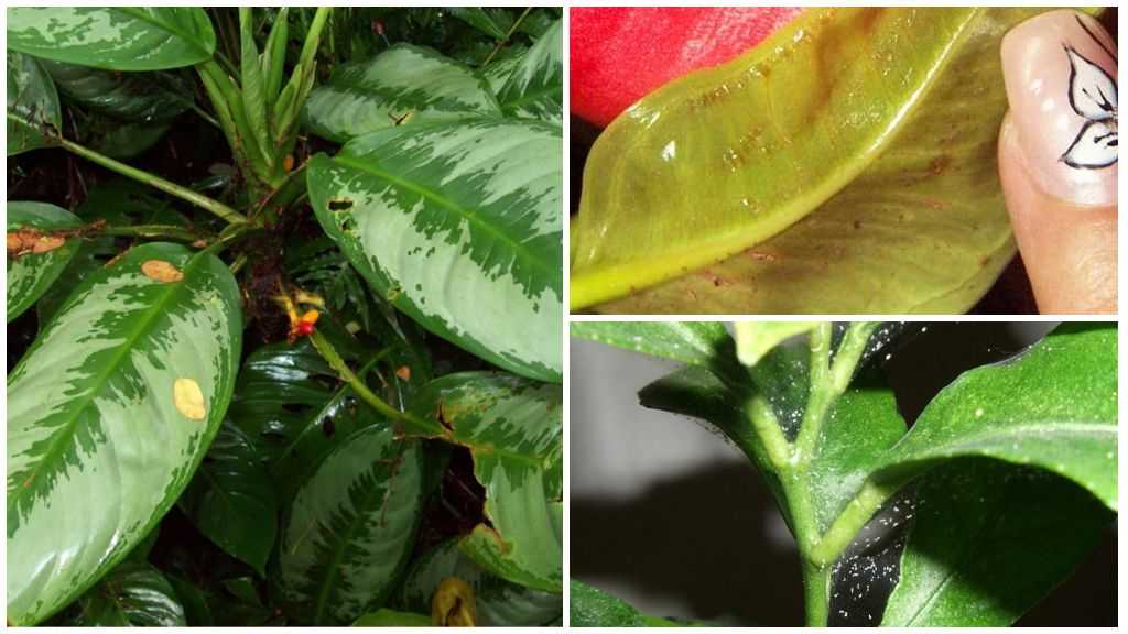 Аглаонема: посадка и уход, размножение, вредители и болезни растения, где поставить в доме | огородники