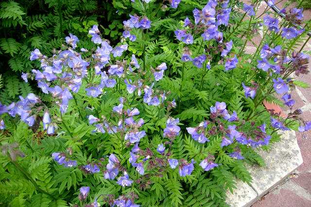 Синюха голубая — прекрасное декоративное растение