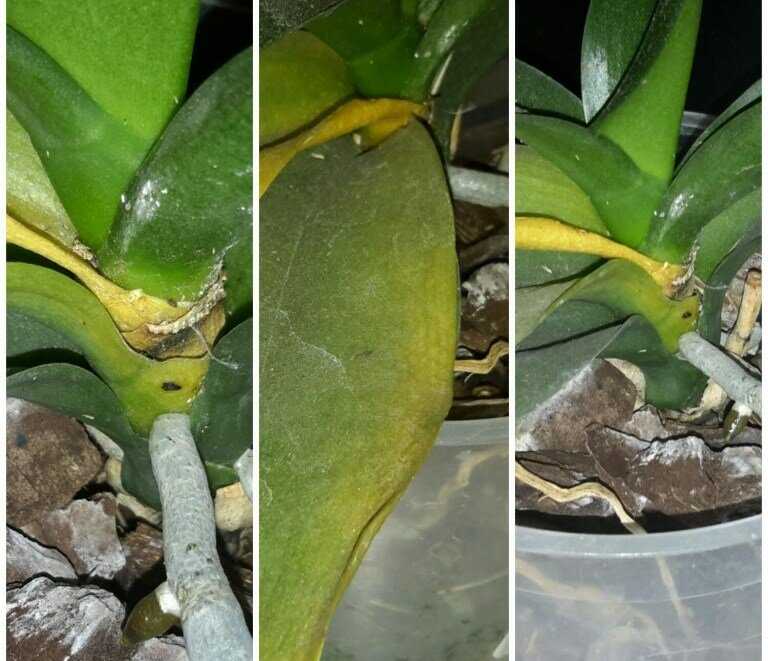 Почему у орхидеи желтеют нижние листья и что делать: из-за чего они становятся мягкими и отваливаются, появляются у основания стебля у цветущей орхидеи