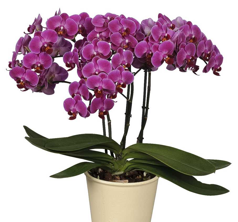 Болезни орхидей: листьев, корней, бутонов цветов, цветоносов
