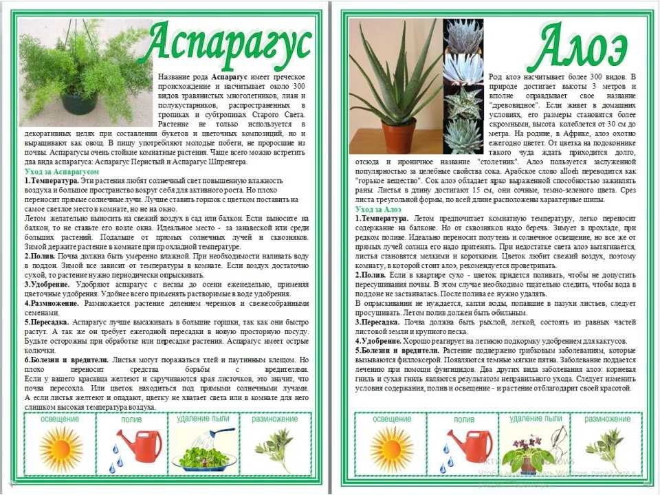 Растение алоэ (aloe): описание рода, как выращивать суккуленты