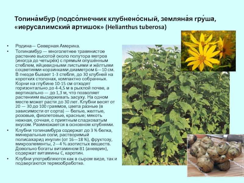 Актинотус подсолнечниковый травянистые растения для открытого грунта - выращивание и уход за растениями