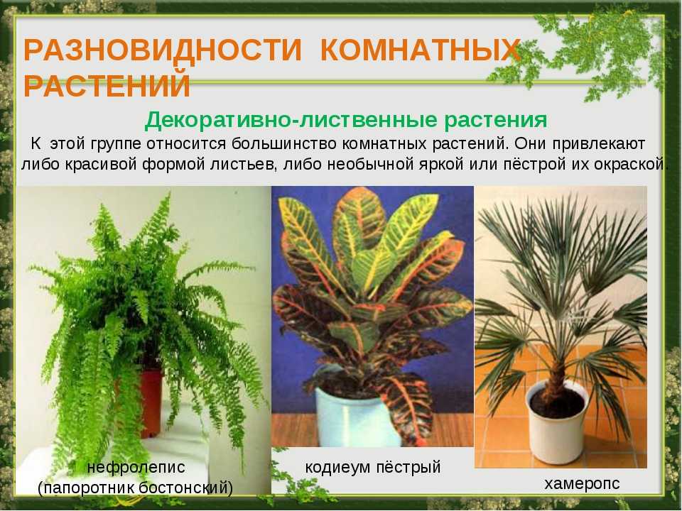 Комнатные растения декоративно-лиственные: лучшие виды