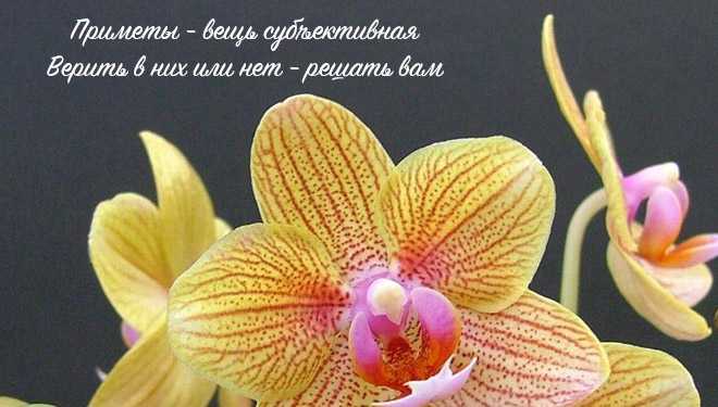 Хорошо или плохо держать орхидею в доме: приметы и суеверия