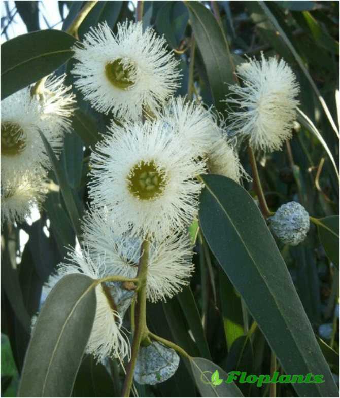 Эвкалипт (eucalýptus) в домашних условиях. уход, формирование, размножение.