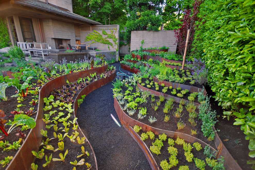 Идеальный сад своими руками | 6 сортов клена, которые достойны вашего садового участка