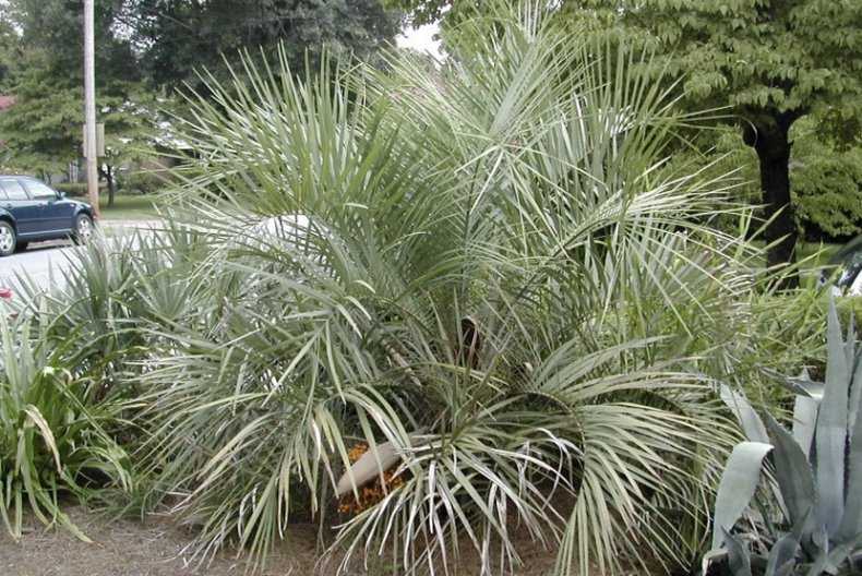 Домашняя пальма бутия: подробное описание, советы по уходу и размножению