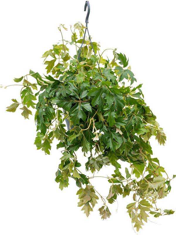 Циссус - декоративно-лиственные растения - комнатные растения