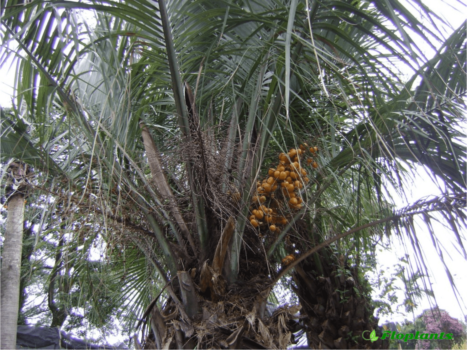 Какие фрукты растут на пальмах