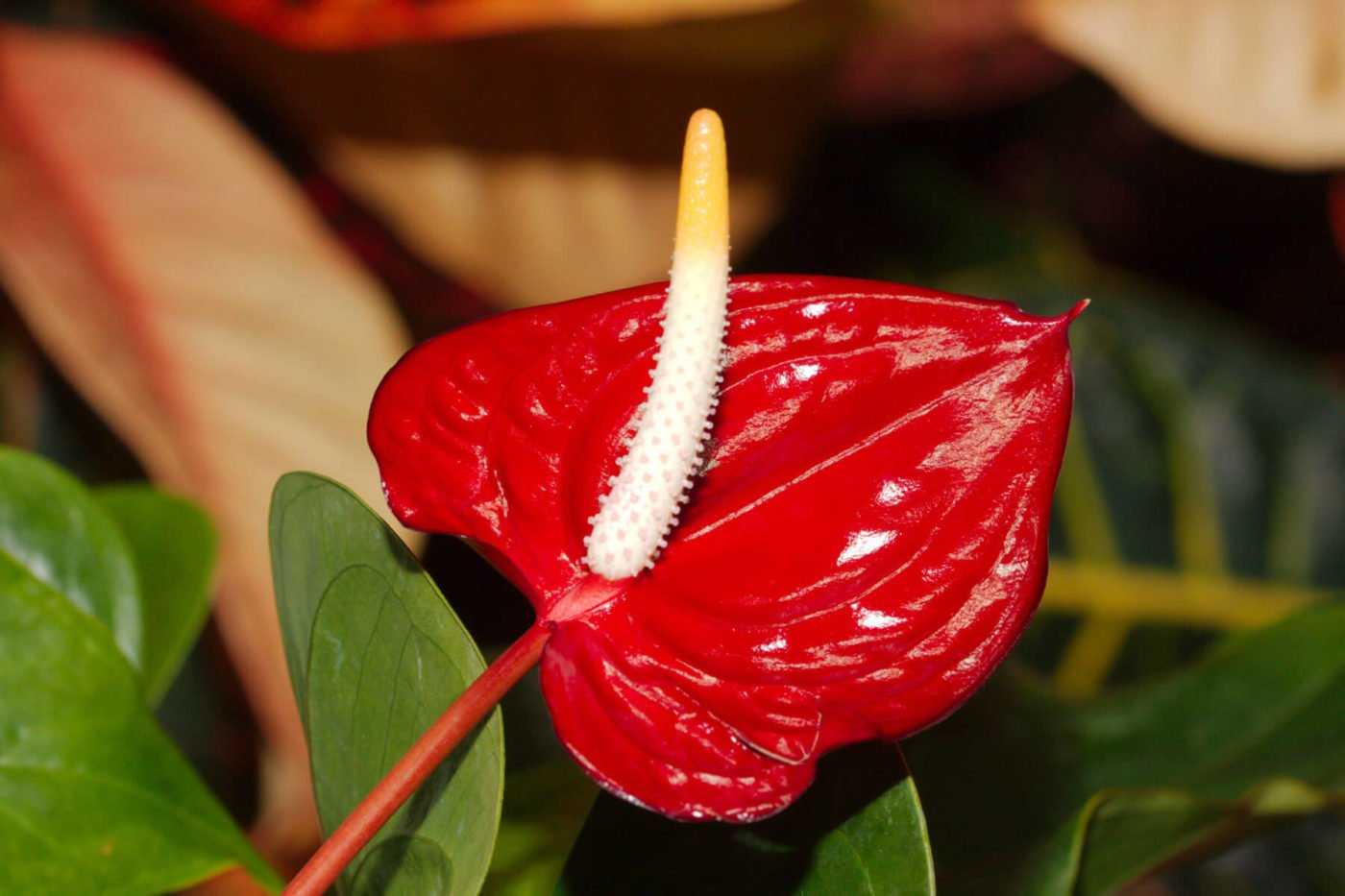 Капризный цветок антуриум – уход по всем правилам