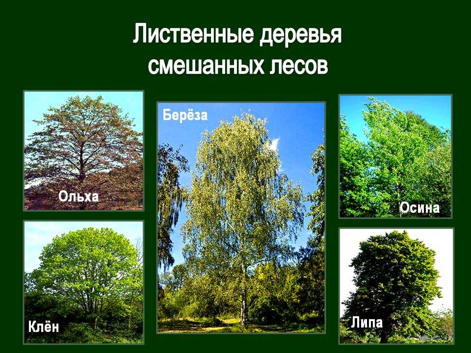 Липа – дерево с ароматом меда: описание и лечебные свойства