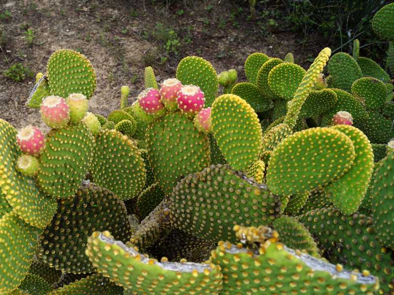 Самый живучий кактус — опунция: описание, правила ухода и размножения в домашних условиях