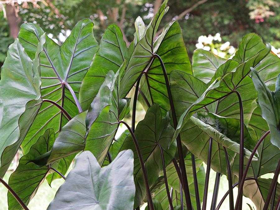 Семейство ароидных: 20 лучших комнатных растений, описание, уход