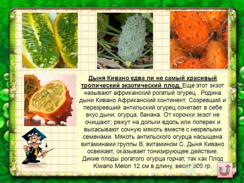 Кивано: что это такое, описание растения и плода, полезные свойства