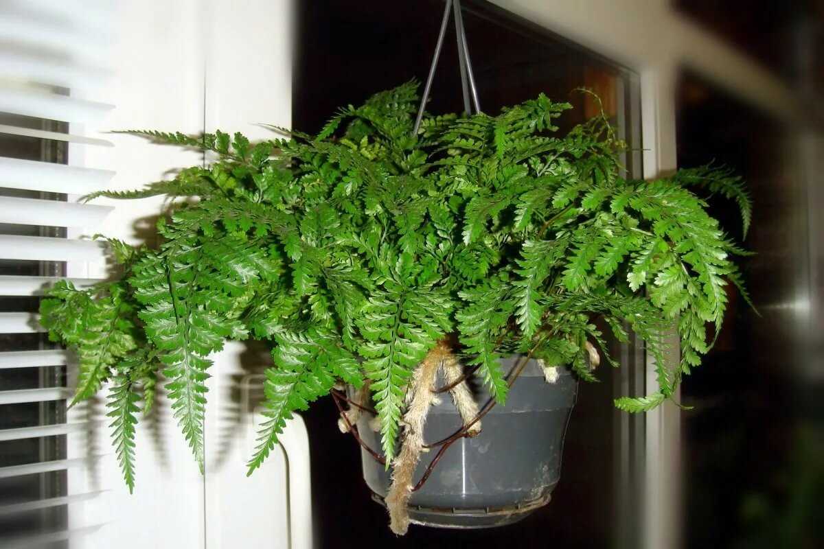 Даваллия уход в домашних условиях, фото комнатного растения, размножение папоротника