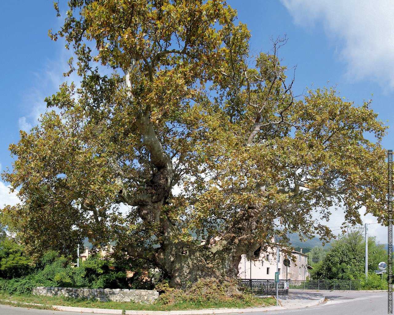 Платан дерево- быстро ли растет, фото, описание