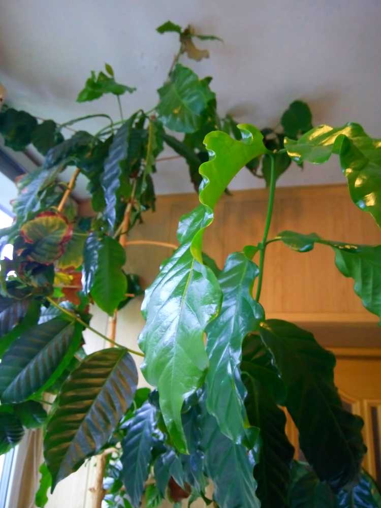 Кофейное дерево уход в домашних условиях своими руками, как ухаживать, фото