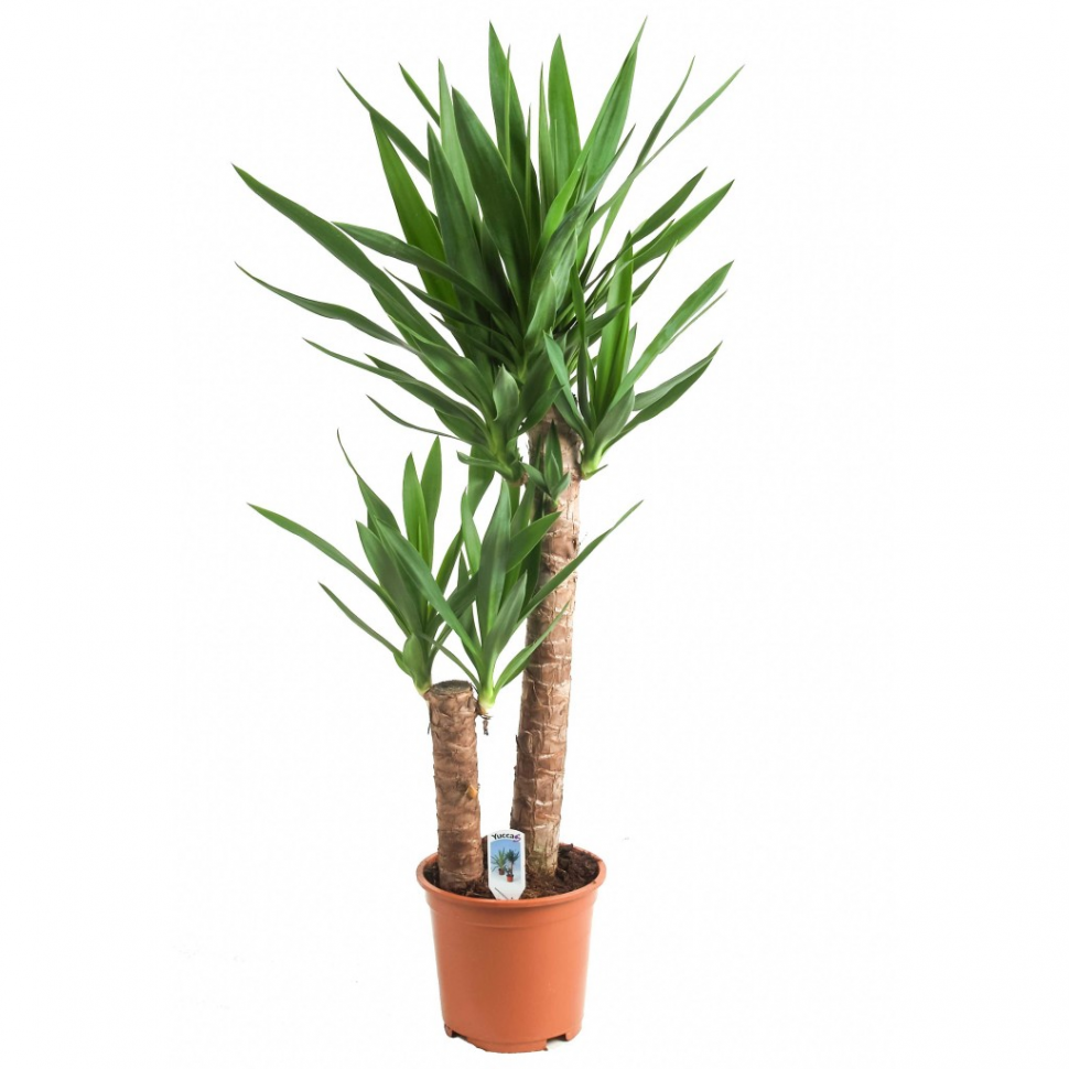 Комнатная пальма юкка: уход в домашних условиях, правила выращивания и размножения